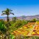Madeira Botanical Garden featuring carpet bed gardens, palm trees, cactuses and a panoramic view of Funchal, Madeira